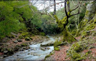 Rouva forest